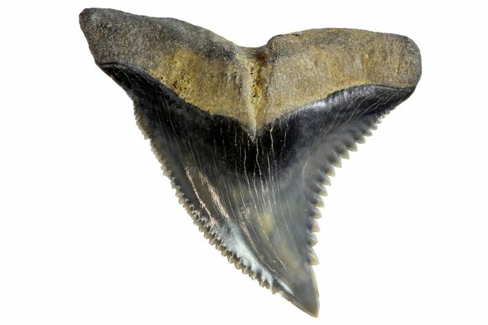 Serrated, Fossil Shark (Hemipristis) Tooth #142457